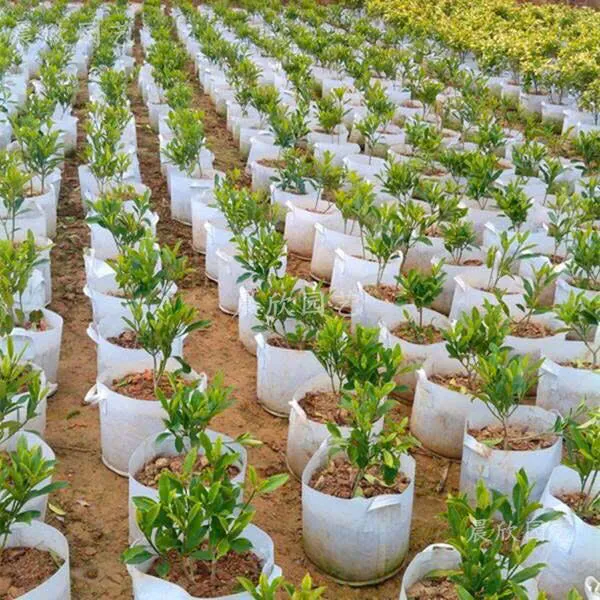 Sản phẩm vải không dệt nông nghiệp