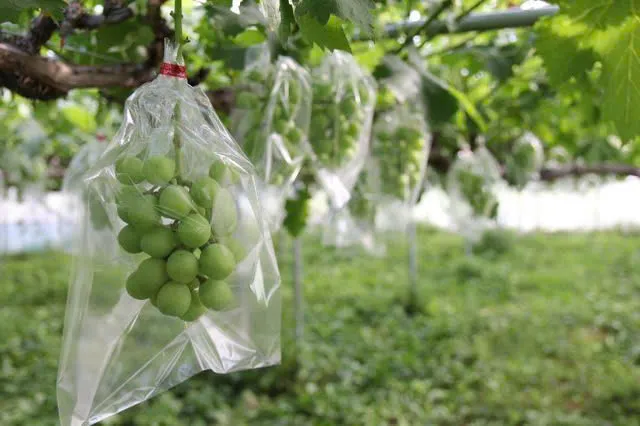 Sản phẩm nhựa nông nghiệp